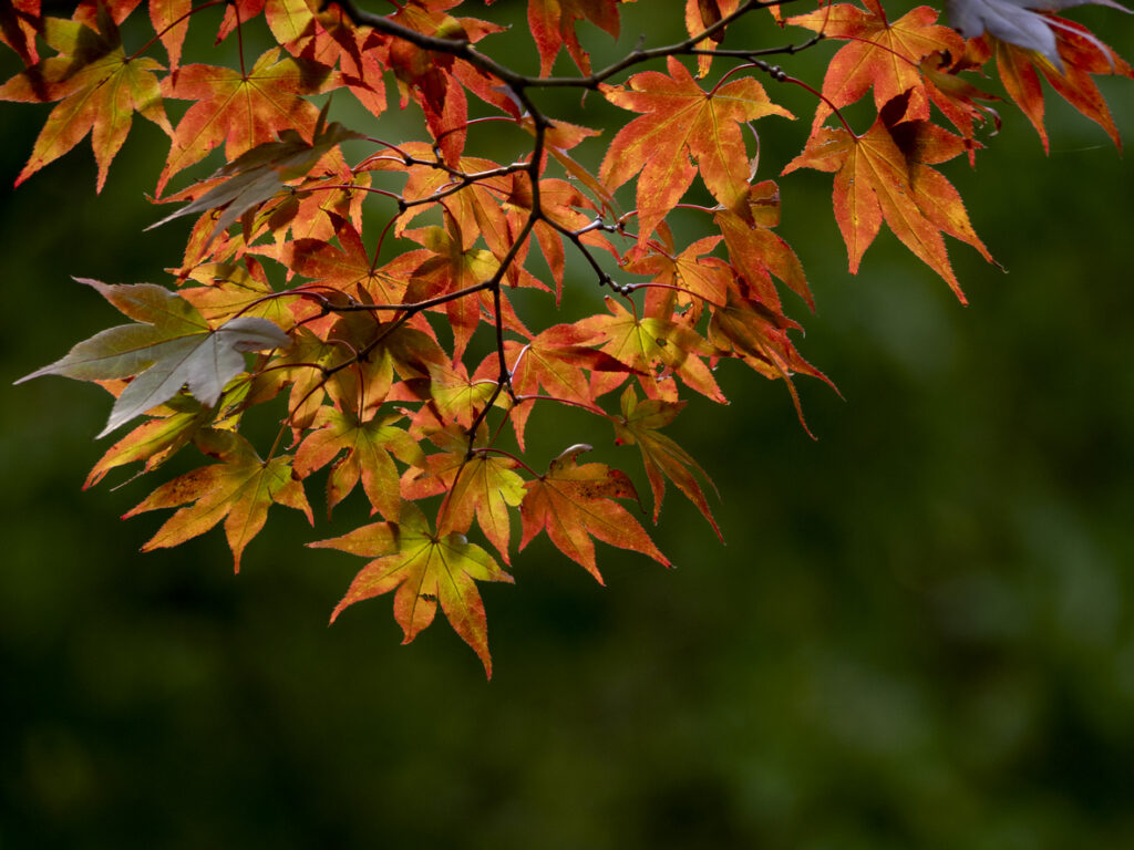 Autumn leaves glowing in the soft afternoon light.