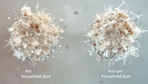 What Is Dust Made Of?