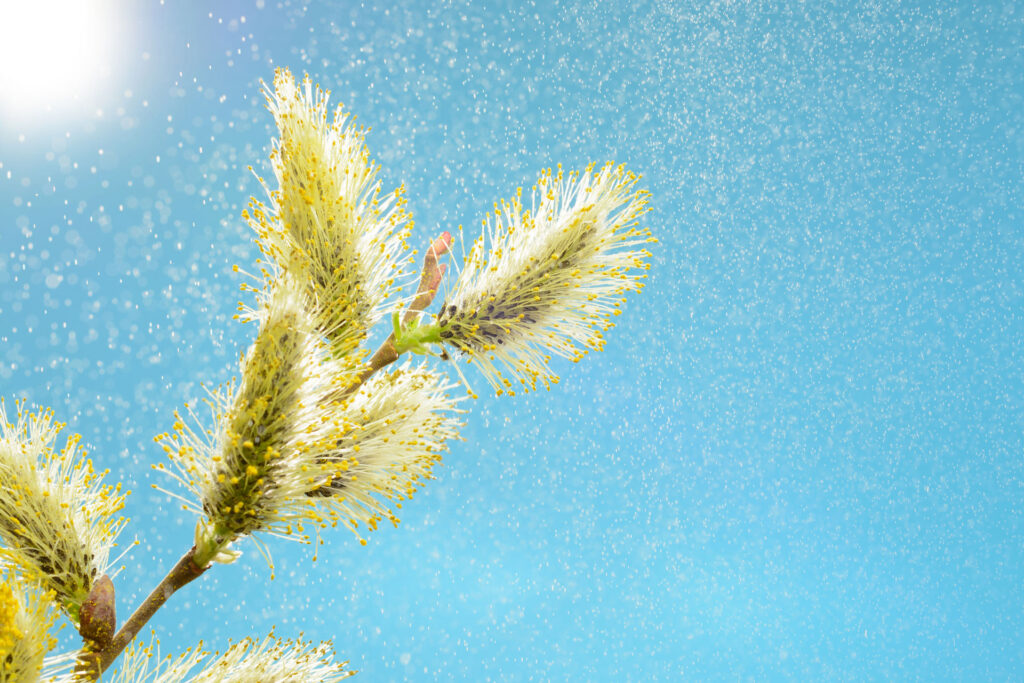 An image of willow branch blossoming and releasing pollen.