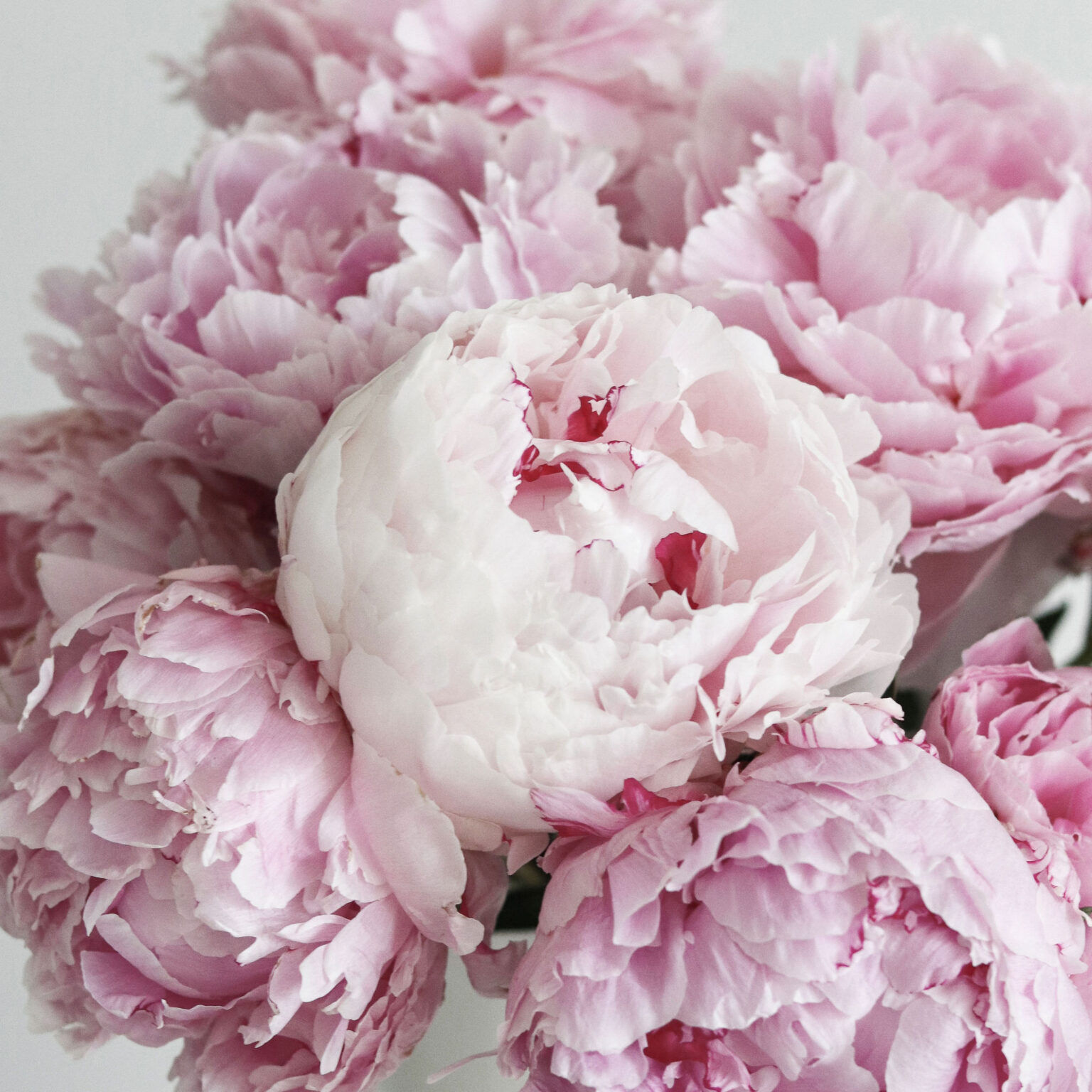 Pollen Pinterest A Guide to Pollen Seasons: When Each Peaks and How to Prepare